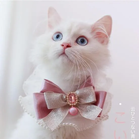 Elegant Collar Bow